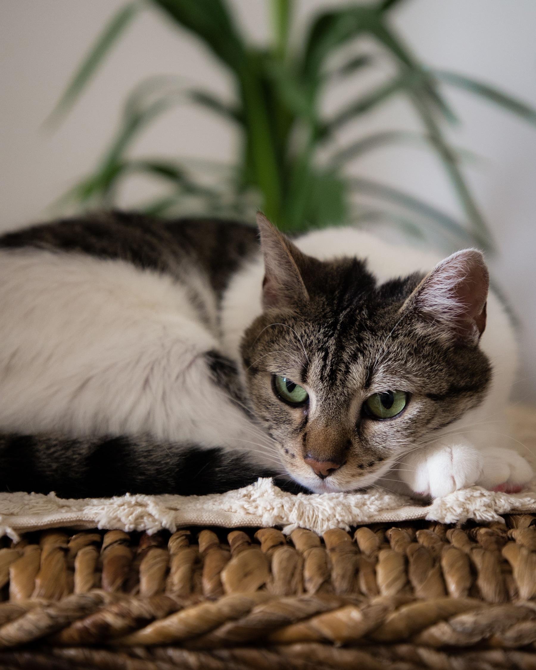 Relaxed cat