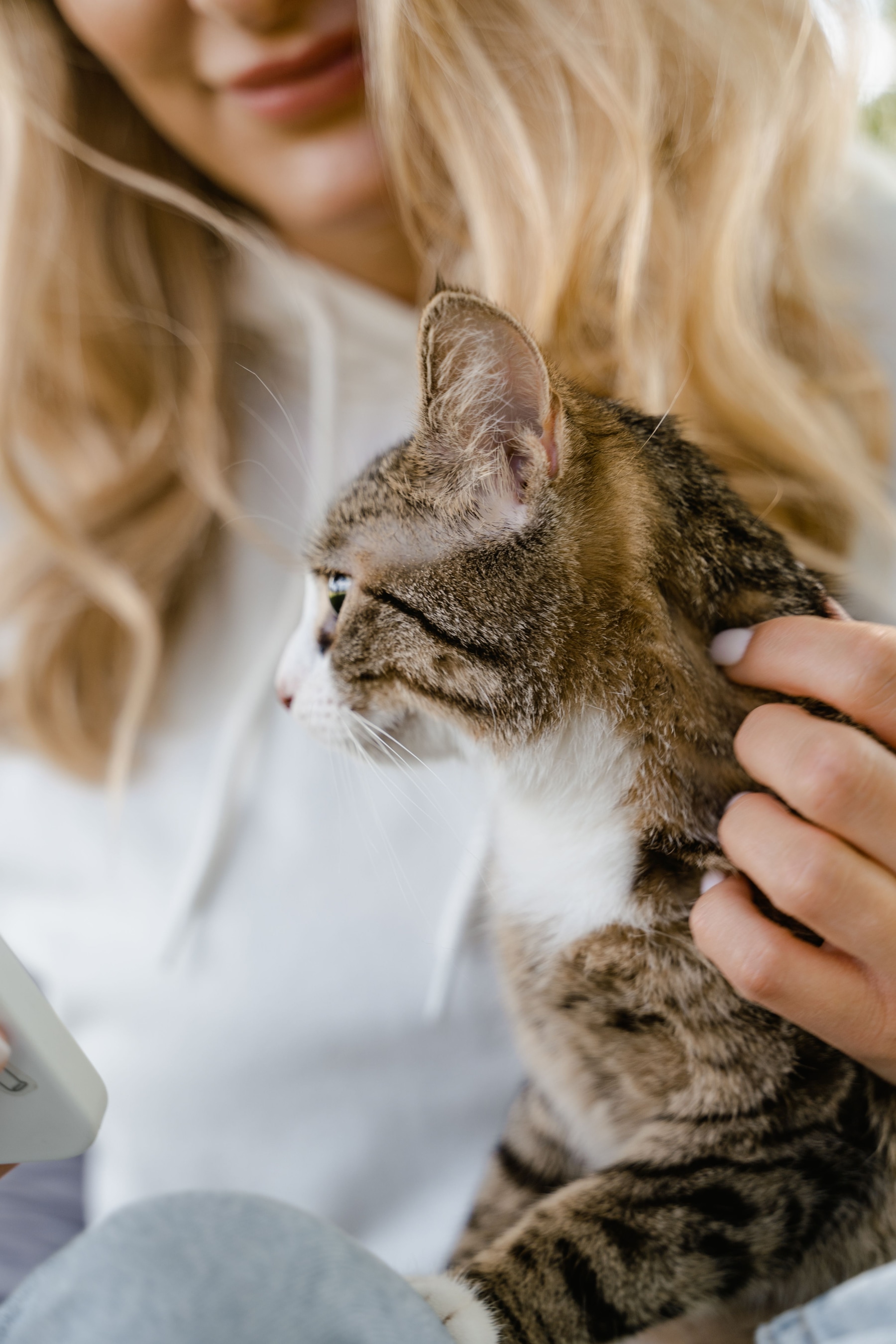 Cat care routine
