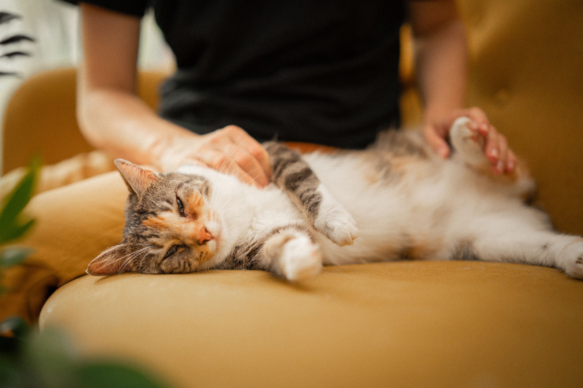 Eine entspannte dreifarbige Katze wird auf einem senffarbenen Sessel gestreichelt.