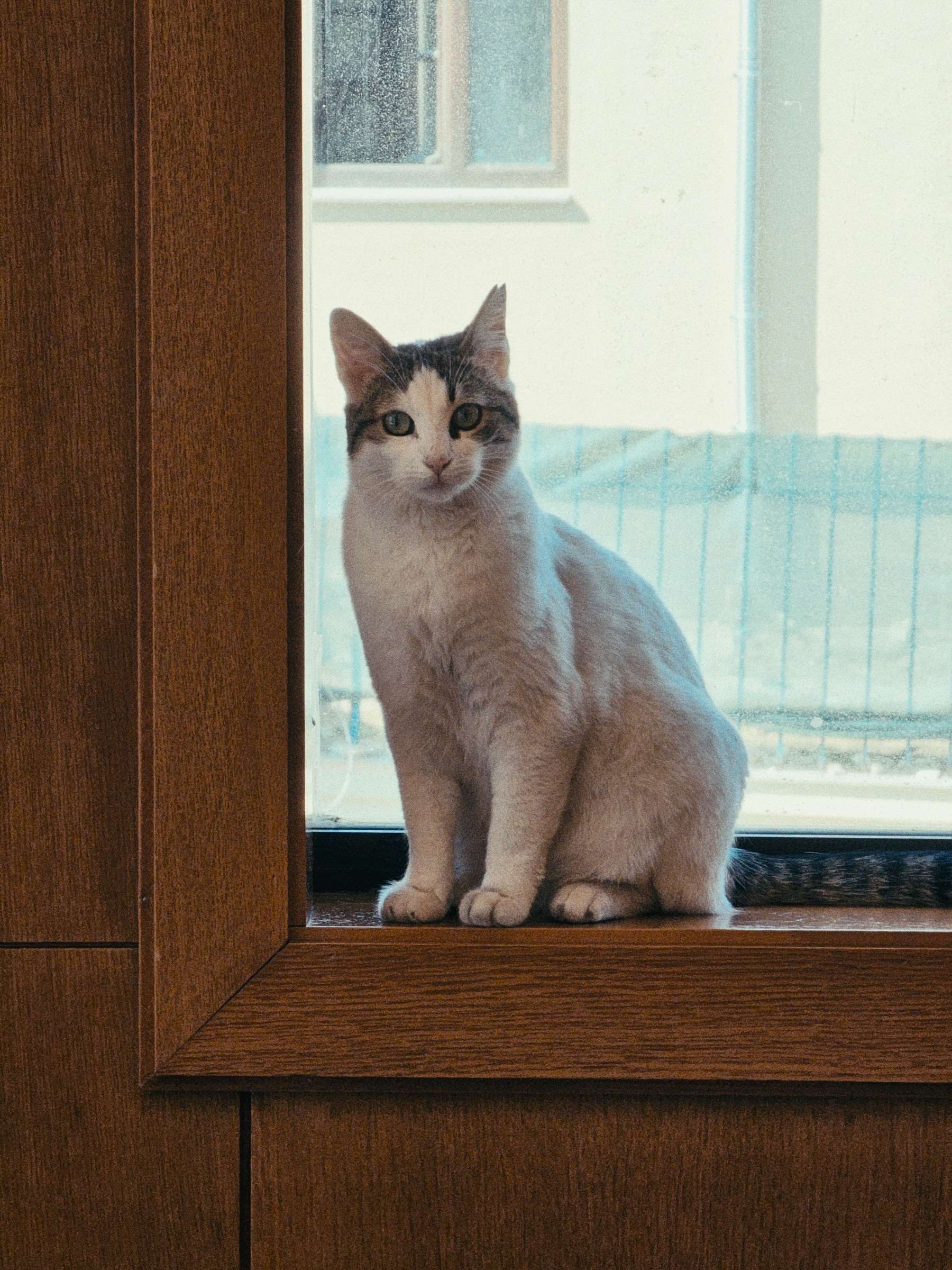 Cat sitting calmly on a window sill